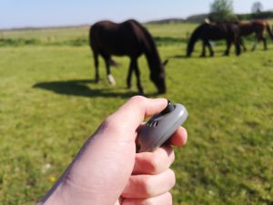 Header blog: Wat is clickertraining? Paard, weidegang, clicker, voerbeloningen