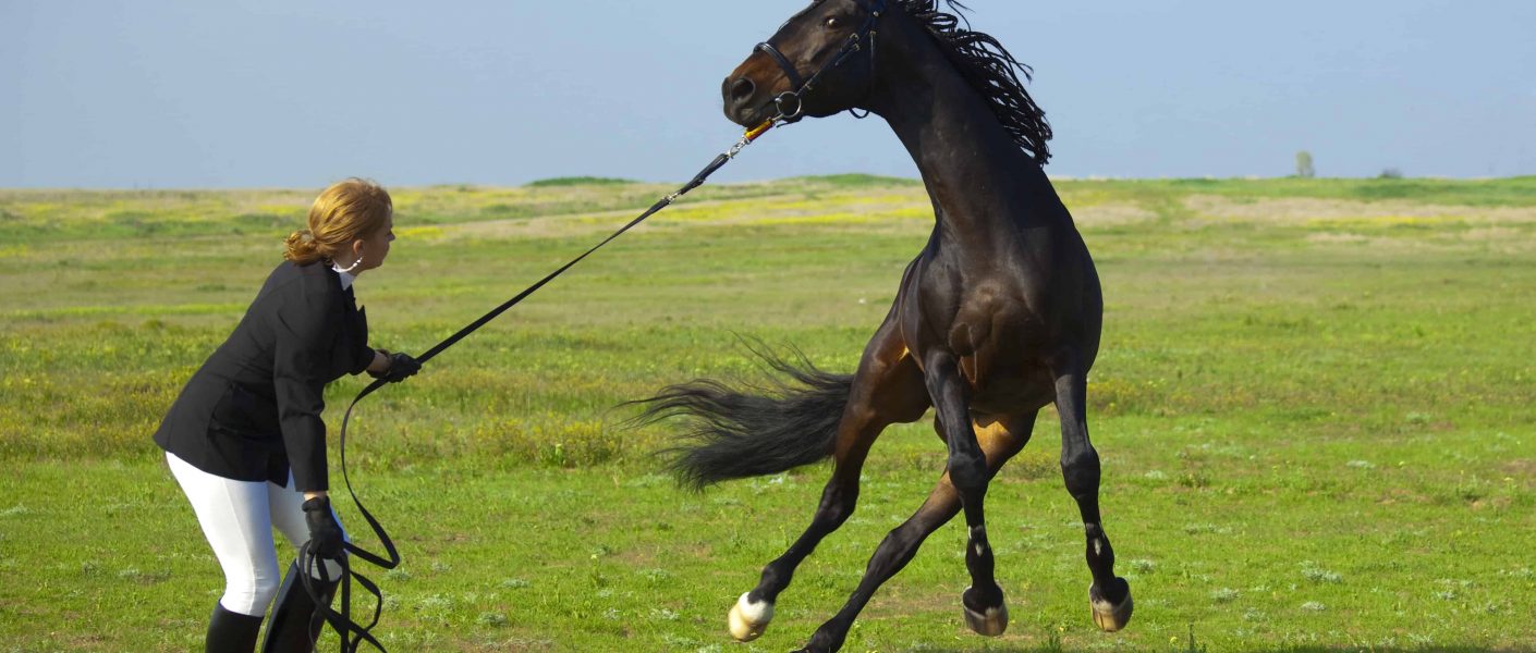 Blog header: SOS: mijn paard is bang! paard schrikt, angstig paard, spooking horse, bang, reptielenbrein