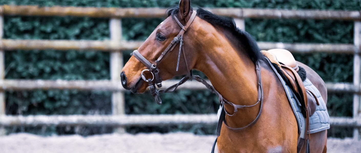 Header blog: Pijn herkennen bij een vluchtdier is lastig. In deze blog 3 manieren om pijn bij je paard beter te leren herkennen & chronische pijn.. Pijn herkennen bij een vluchtdier is lastig. In deze blog 3 manieren om pijn bij je paard beter te leren herkennen & chronische pijn..