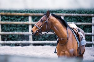 Header blog: Pijn herkennen bij een vluchtdier is lastig. In deze blog 3 manieren om pijn bij je paard beter te leren herkennen & chronische pijn.. Pijn herkennen bij een vluchtdier is lastig. In deze blog 3 manieren om pijn bij je paard beter te leren herkennen & chronische pijn..